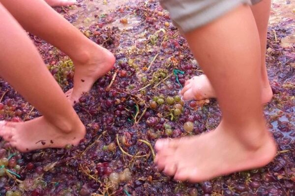 πολιτιστικος σουδας τρυγοπατηματα3